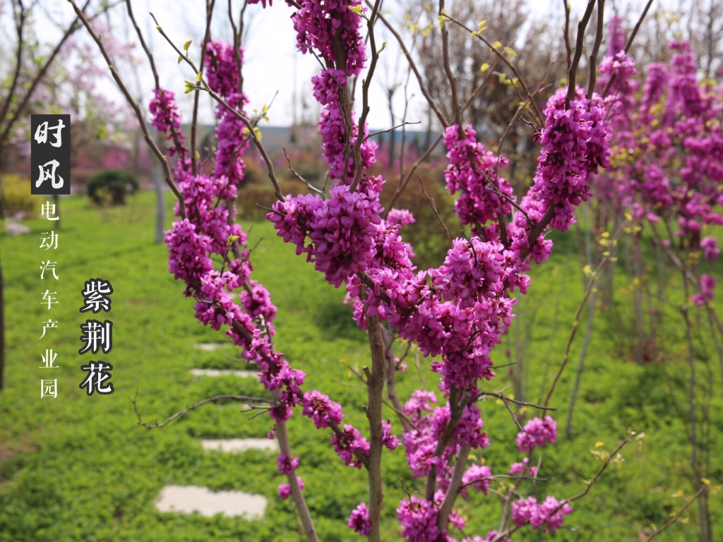 人生就是博官网电动产业园紫；